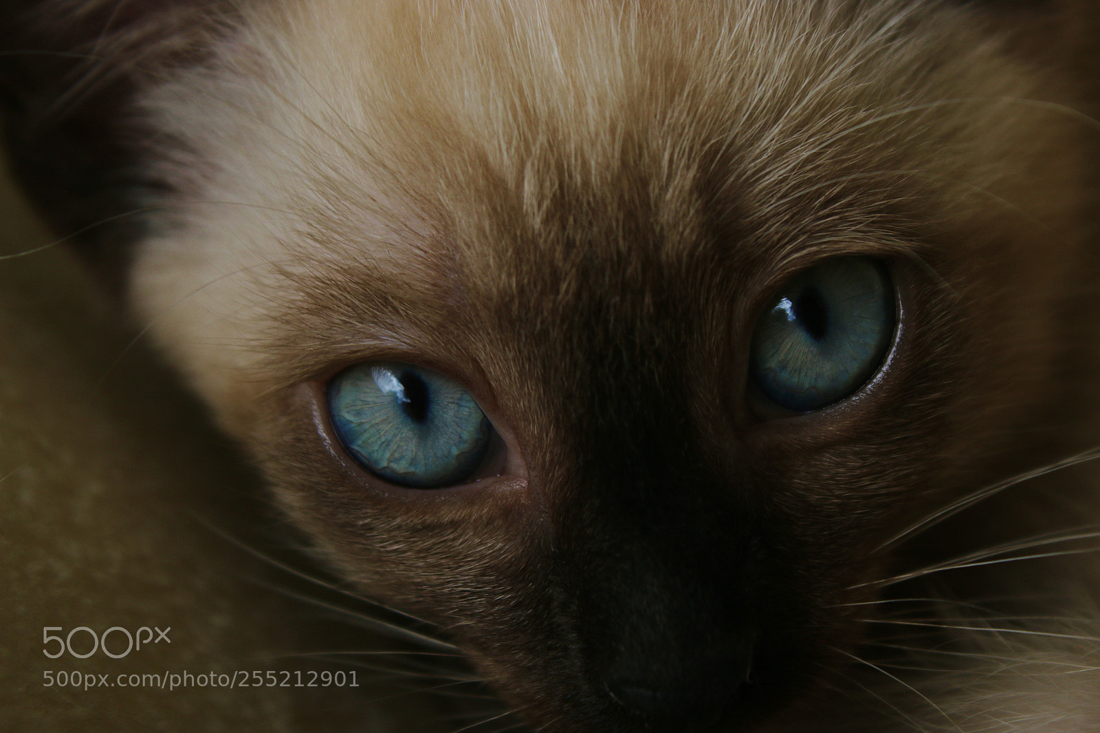Canon EOS 70D sample photo. Blue eyes photography