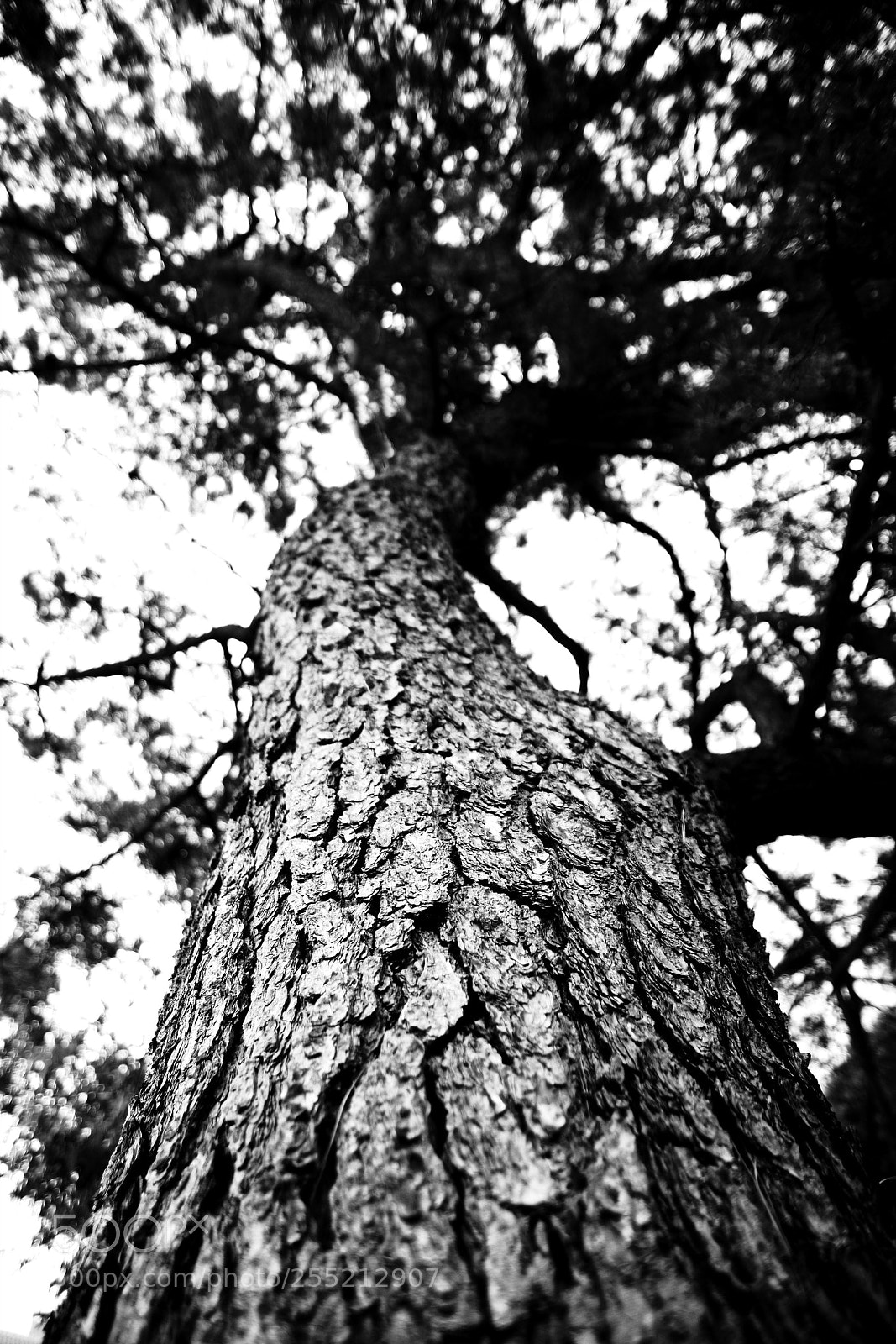Nikon D7100 sample photo. Untitled photography