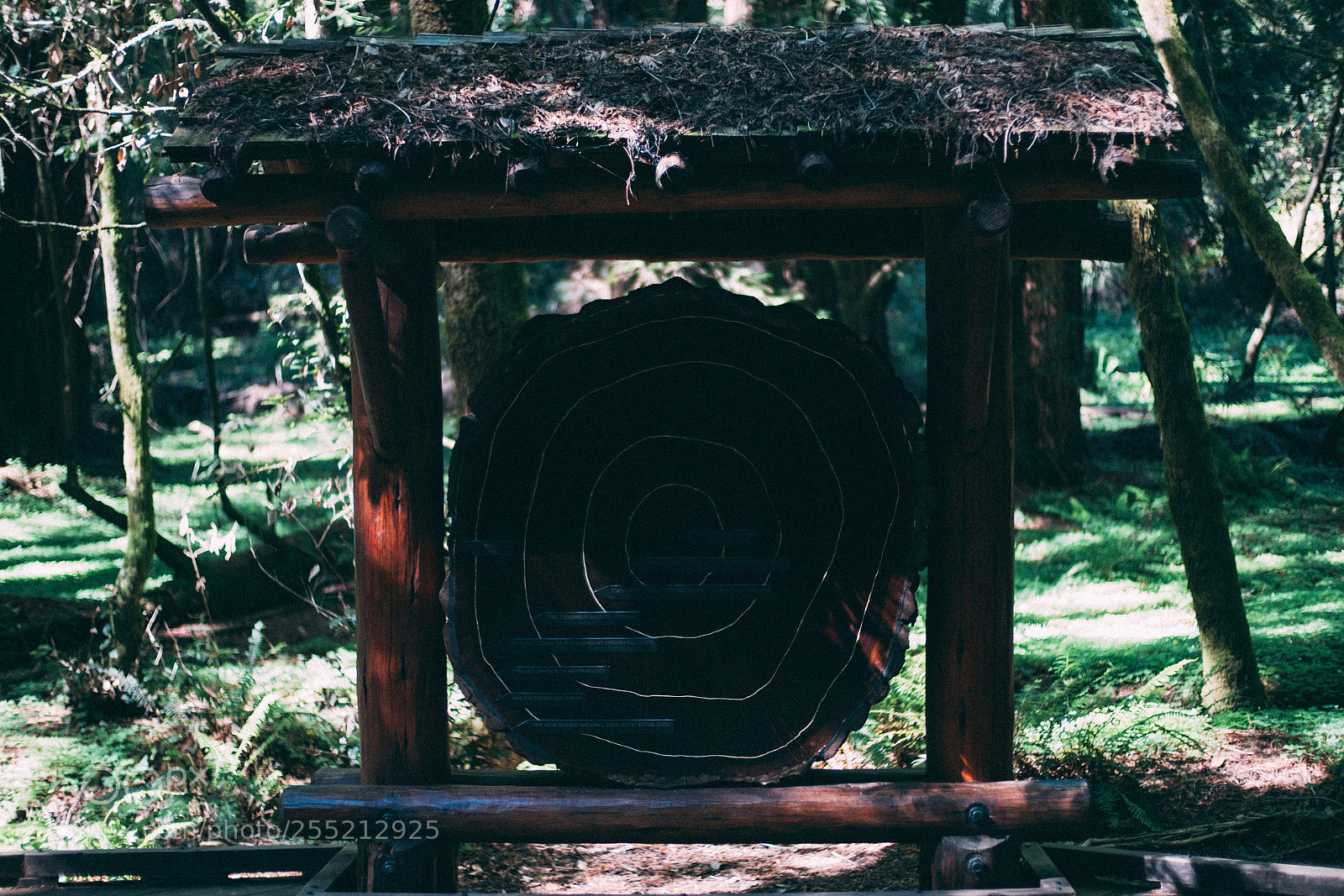 Fujifilm X-E2S sample photo. Old section muir woods photography