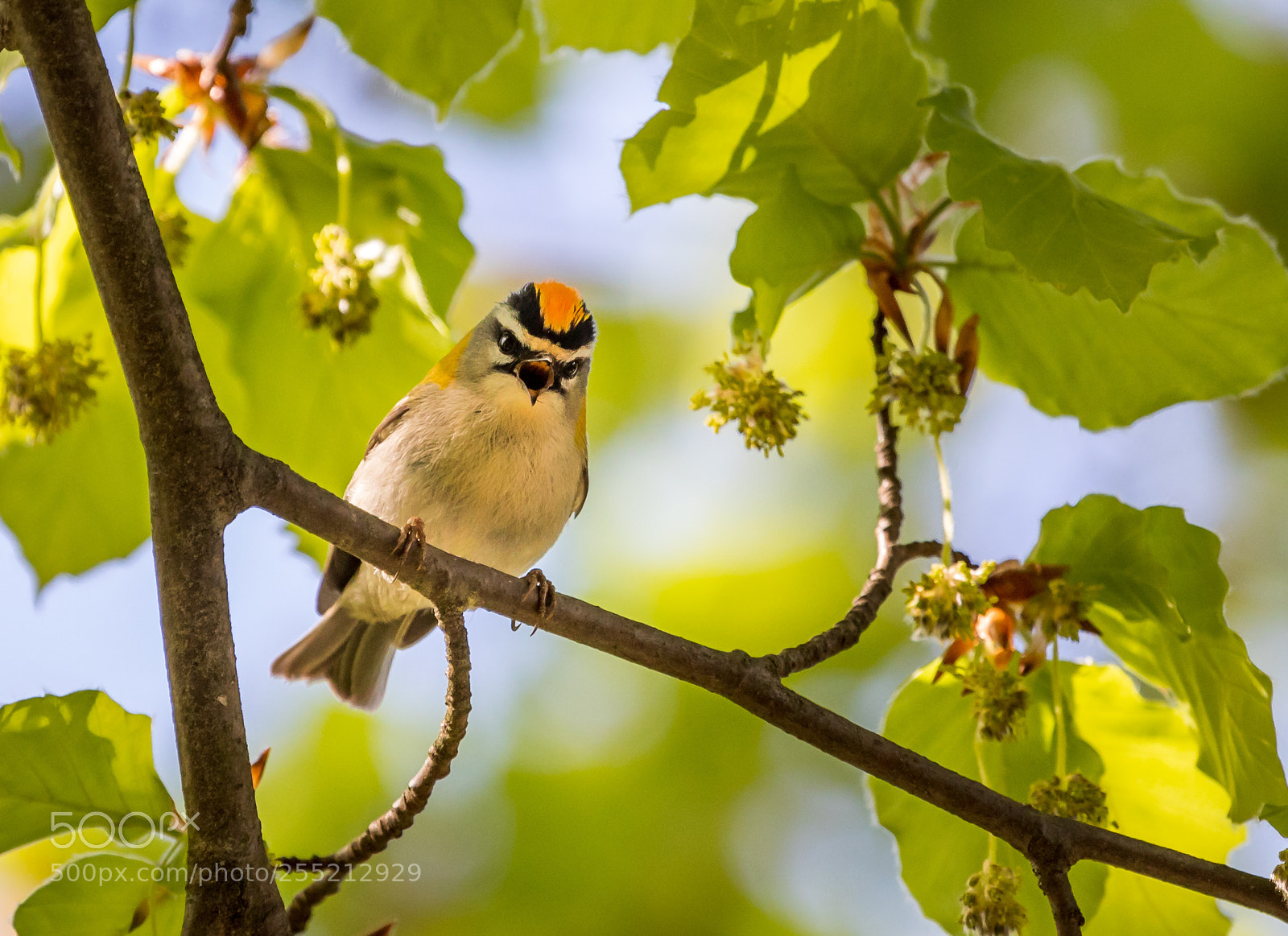 Canon EOS 5D Mark IV sample photo. Angry bird photography