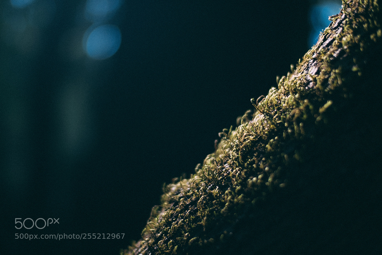 Fujifilm X-E2S sample photo. Forest moss muir woods photography