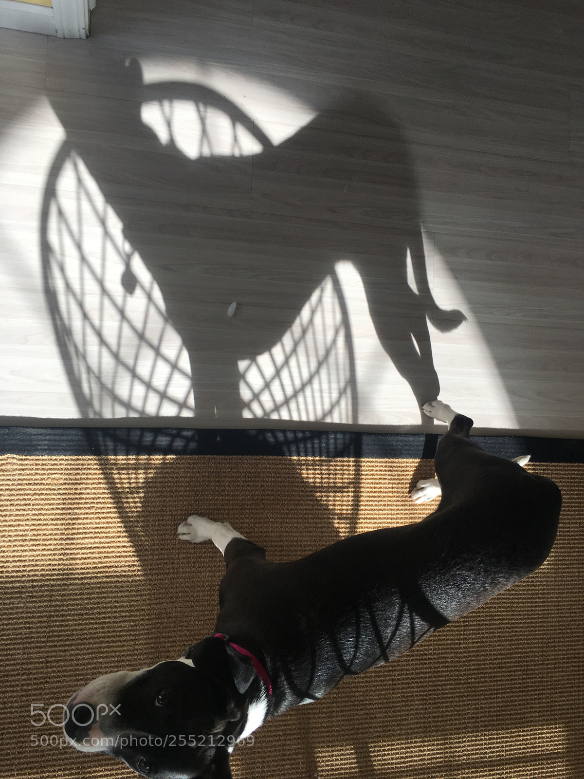 Apple iPhone 6s Plus sample photo. Shadow “pup” it photography
