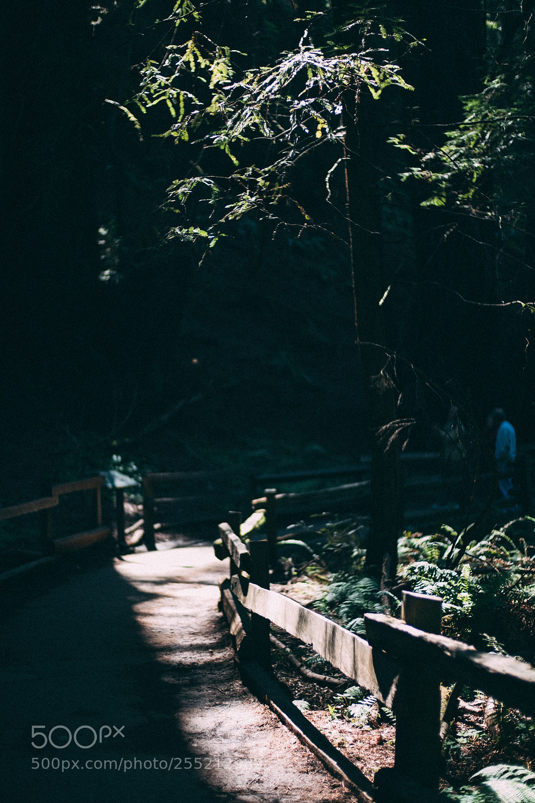 Fujifilm X-E2S sample photo. Path muir woods national photography