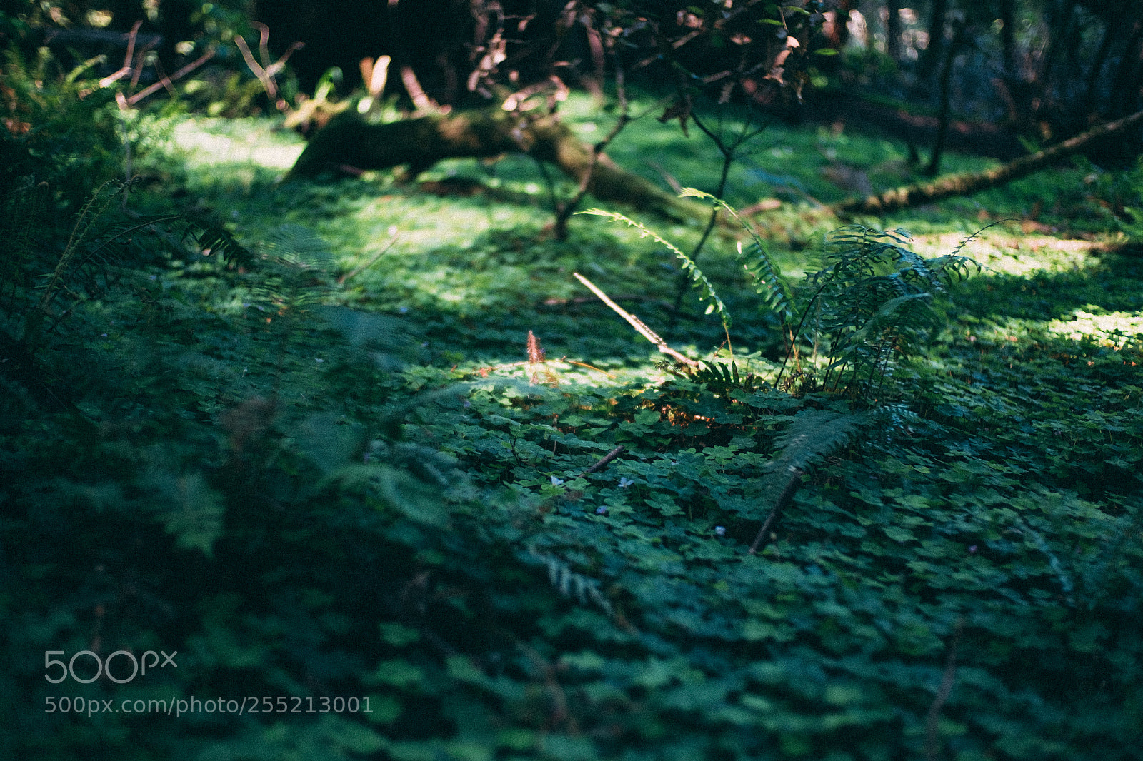 Fujifilm X-E2S sample photo. Forest floor muir woods photography