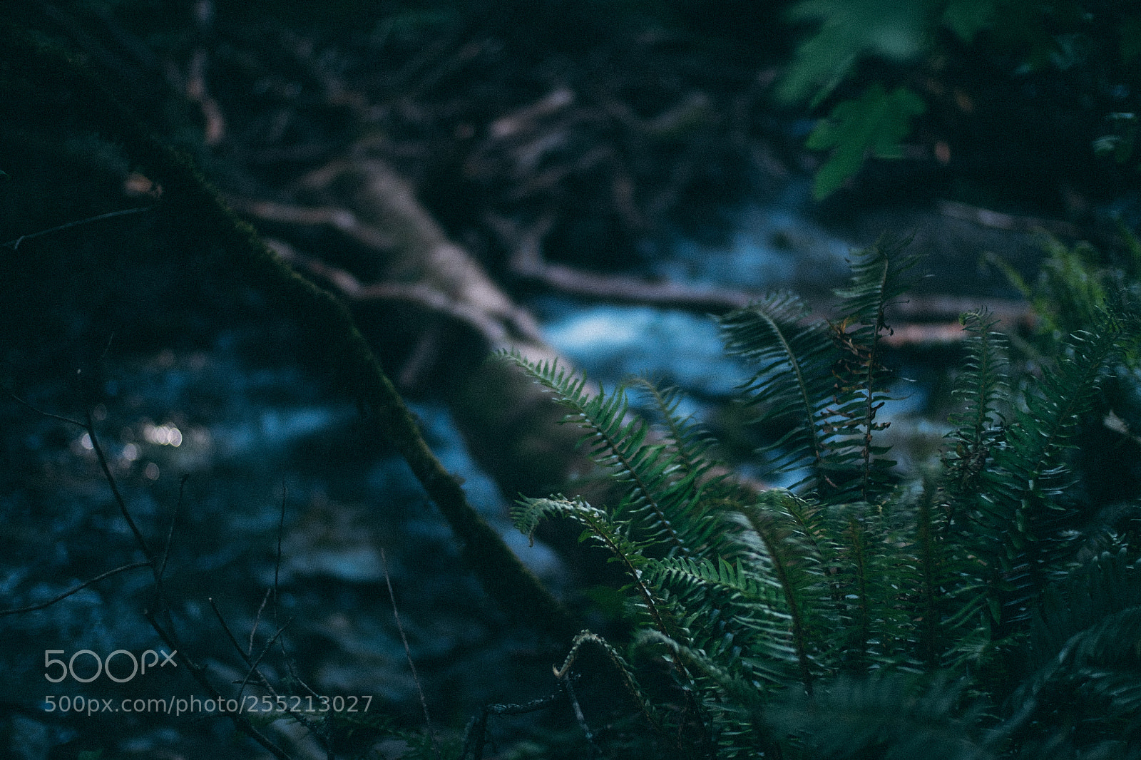 Fujifilm X-E2S sample photo. Fern muir woods national photography