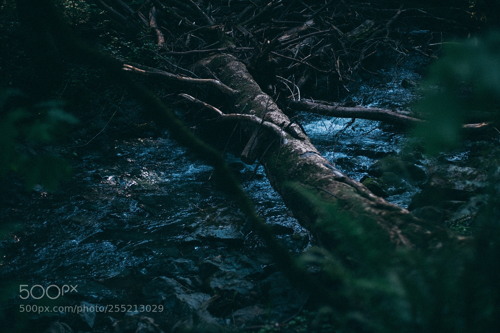 Fujifilm X-E2S sample photo. Fallen muir woods national photography