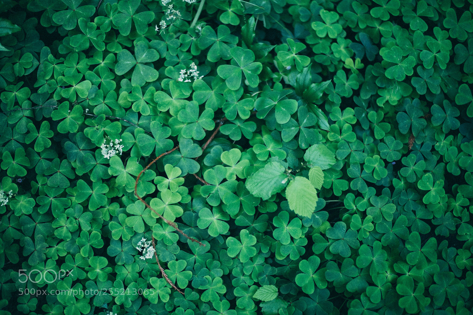 Fujifilm X-E2S sample photo. Shamrock muir woods national photography