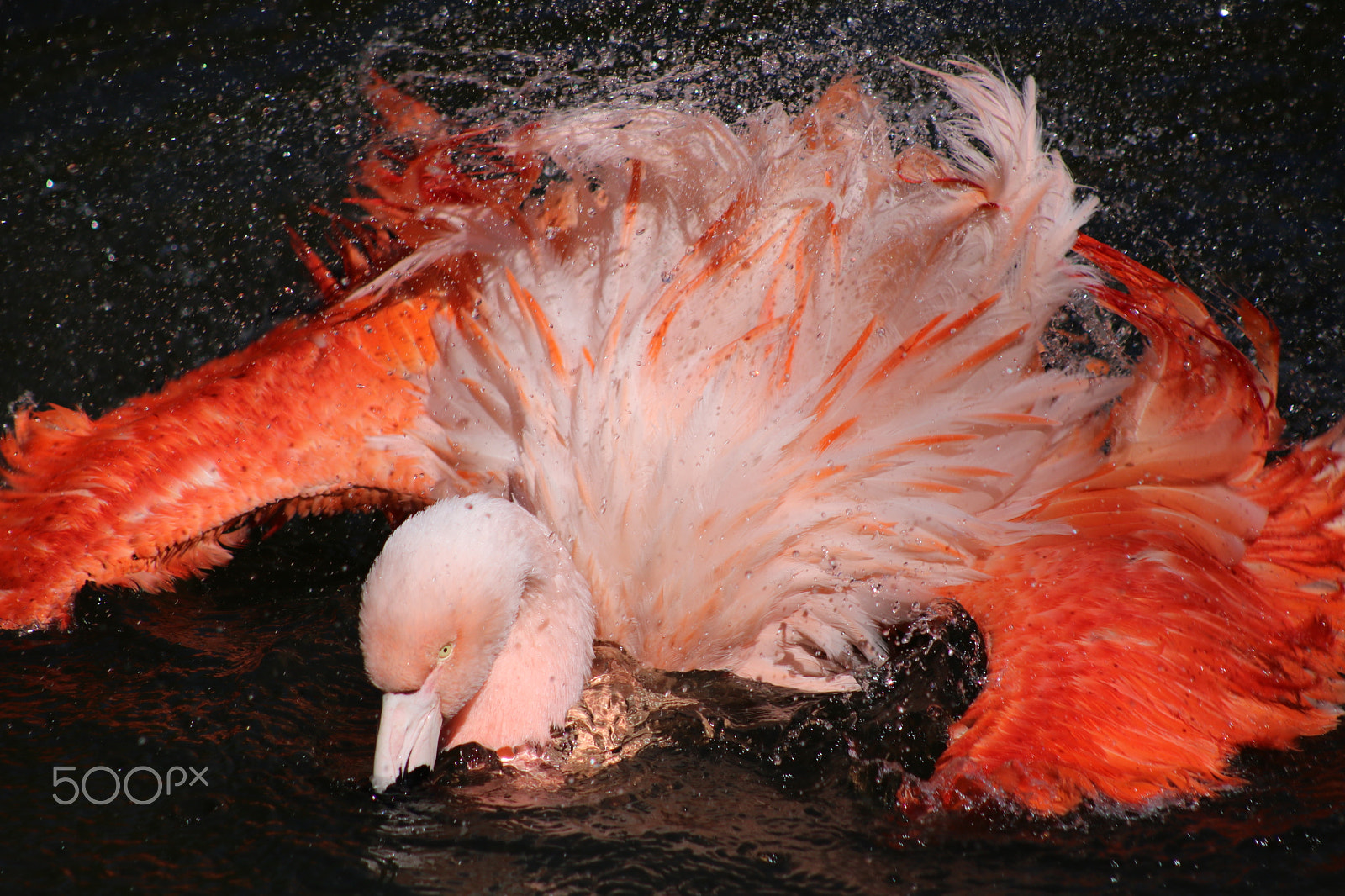Canon EF 75-300mm f/4-5.6 USM sample photo. Splash bath 6020 photography