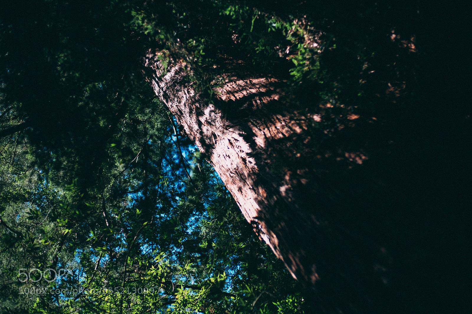 Fujifilm X-E2S sample photo. First tree muir woods photography