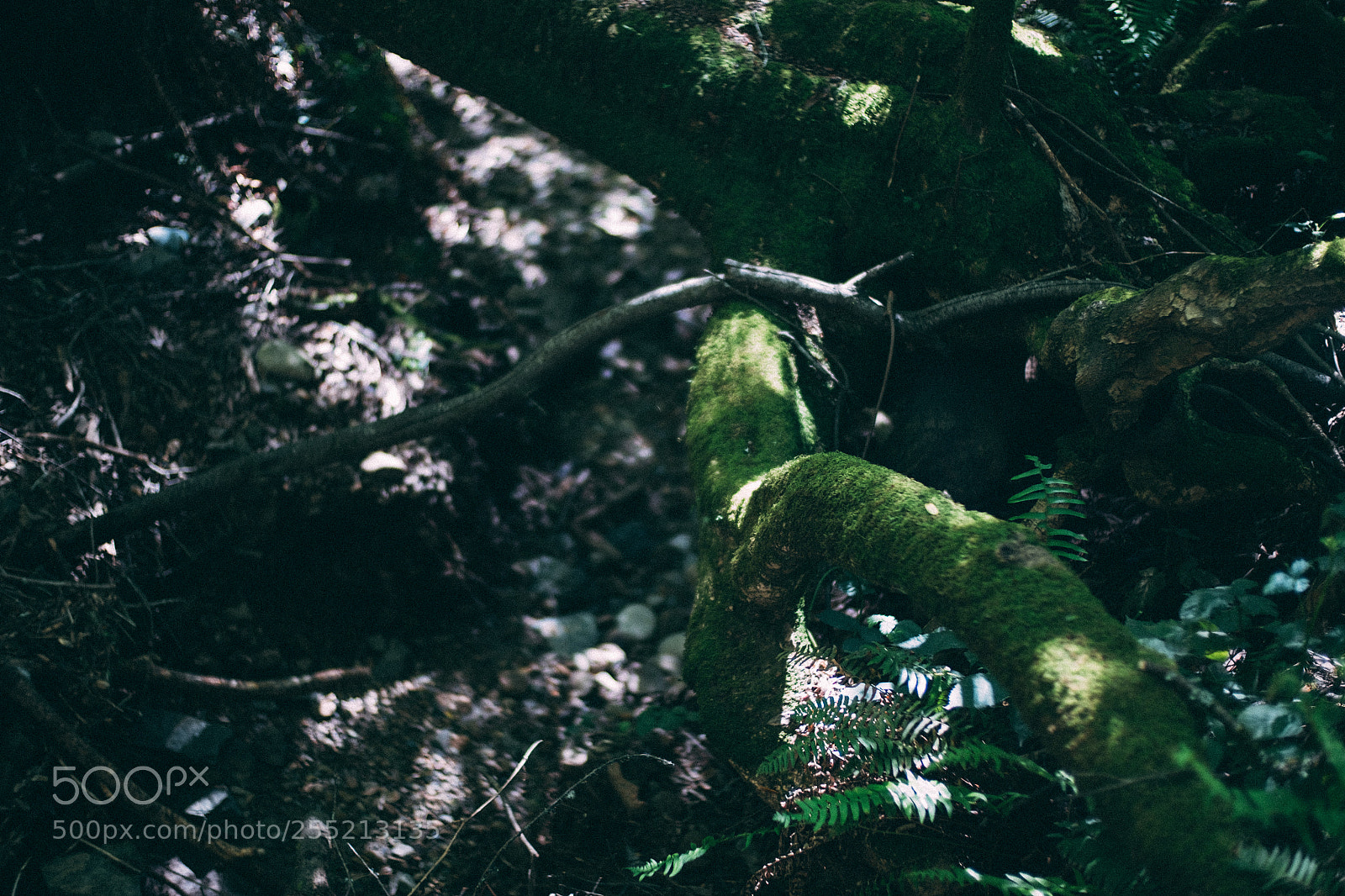 Fujifilm X-E2S sample photo. Mossy branch muir woods photography