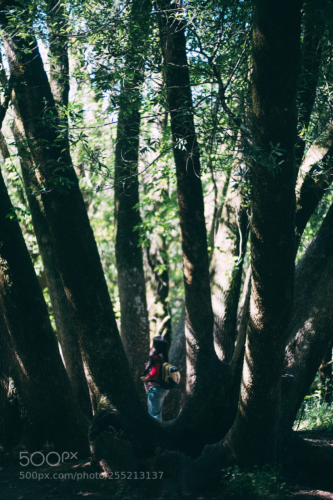 Fujifilm X-E2S sample photo. Tree bender muir woods photography