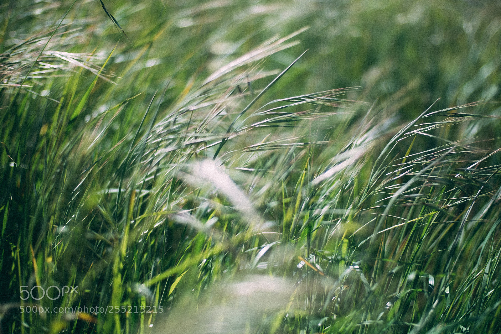 Fujifilm X-E2S sample photo. Beach wheat @ muir beach photography