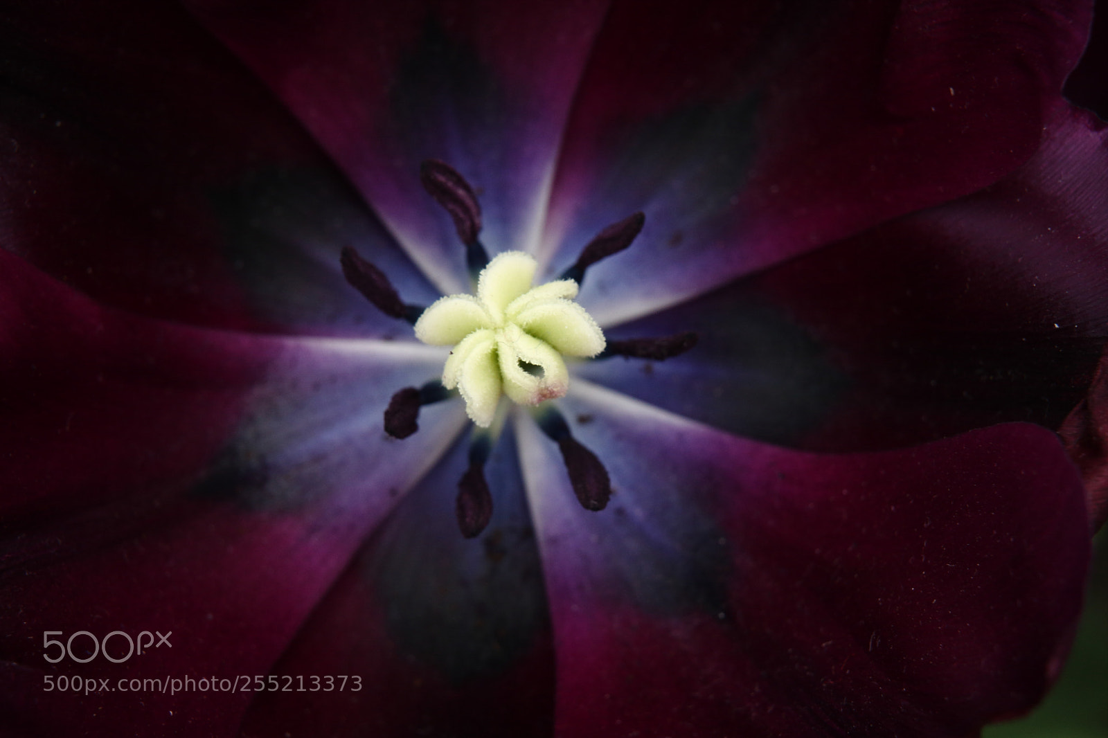 Canon EOS 40D sample photo. Tulipe photography