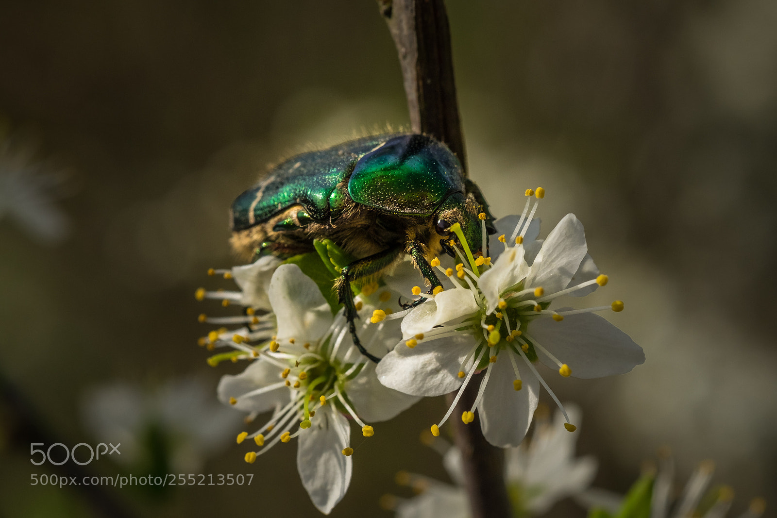 Fujifilm X-T1 sample photo. Goldgl nzender rosenk fer photography
