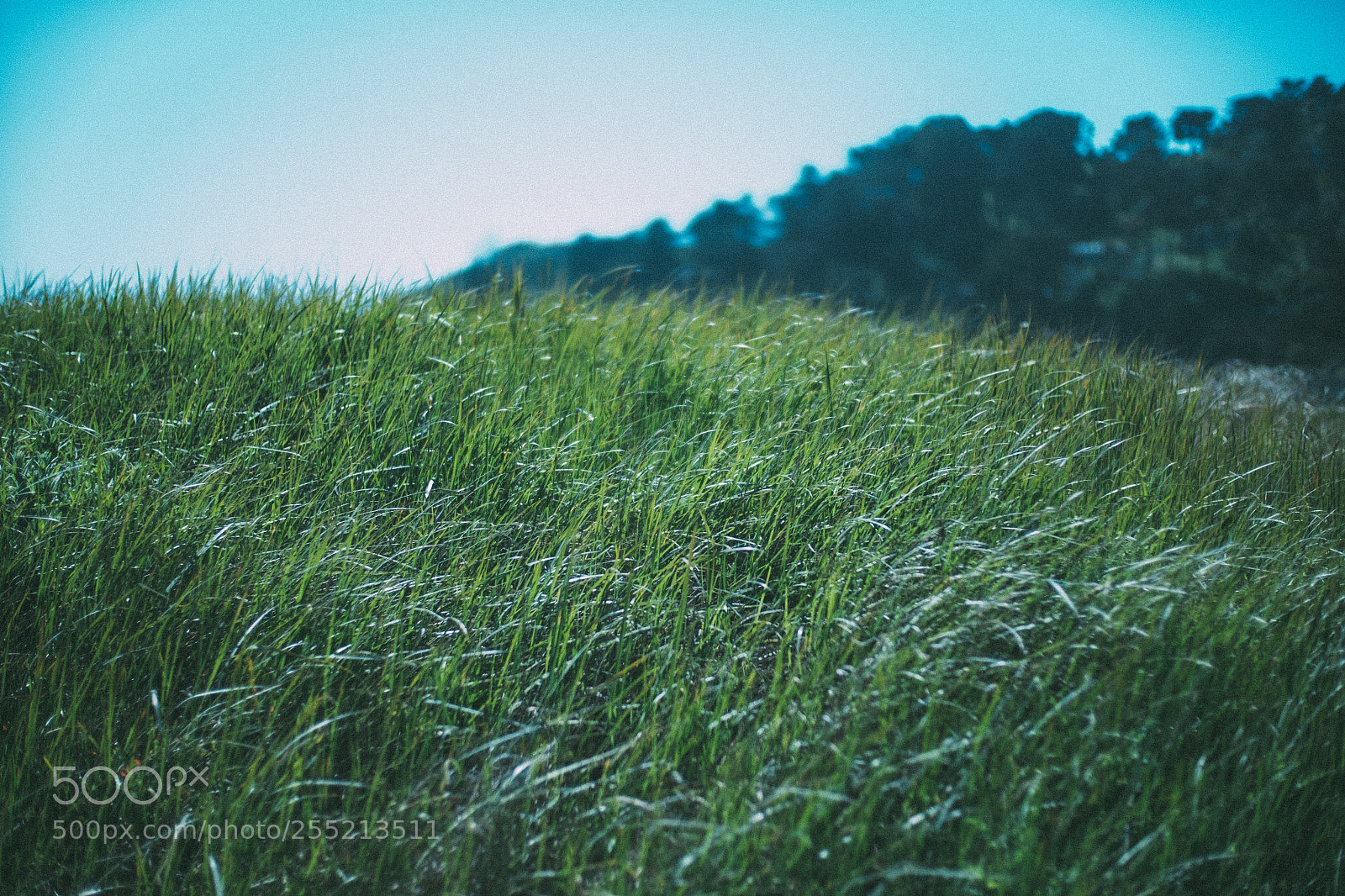 Fujifilm X-E2S sample photo. Beach grass @ muir beach photography