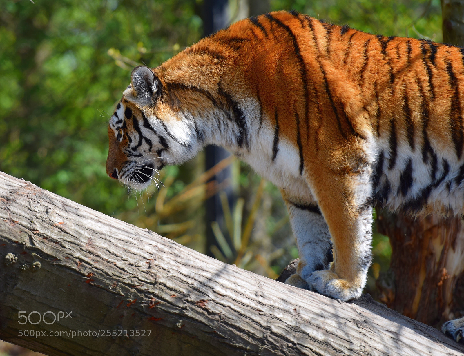 Nikon D5300 sample photo. Tiger photography