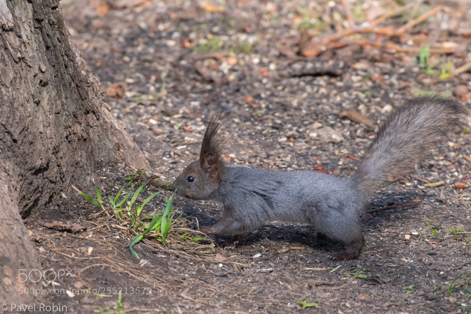 Nikon D5 sample photo. Squirrel photography