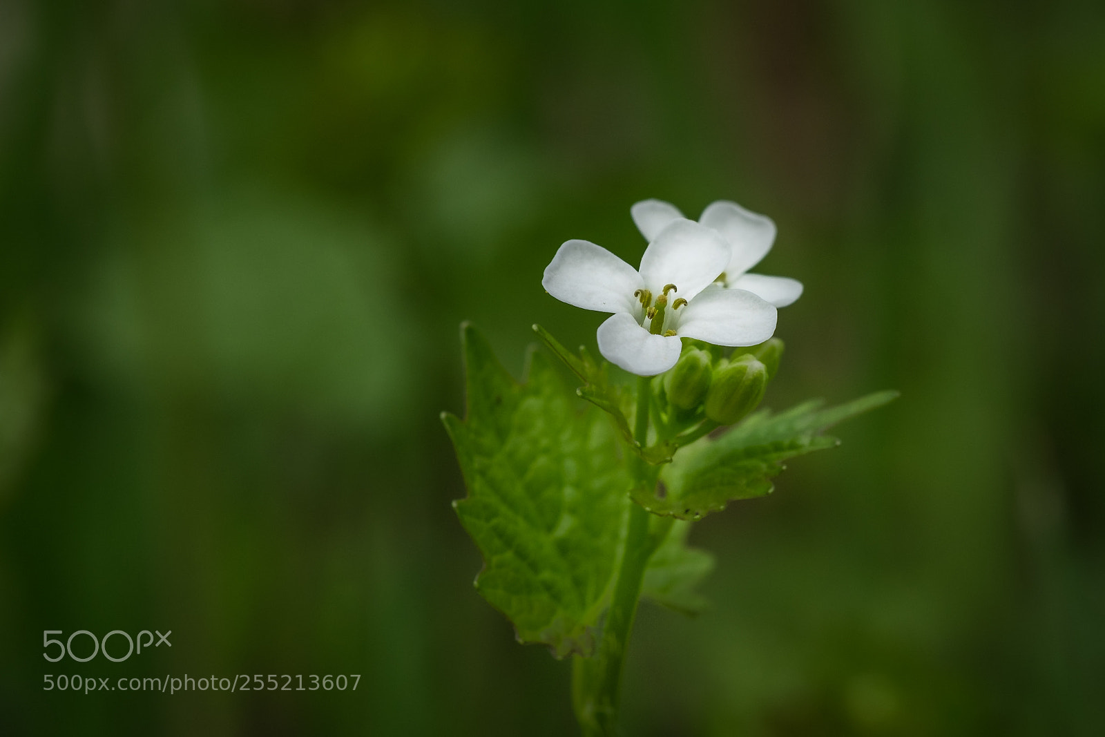 Fujifilm X-T1 sample photo. Knoblauchsrauke (alliaria petiolata) photography