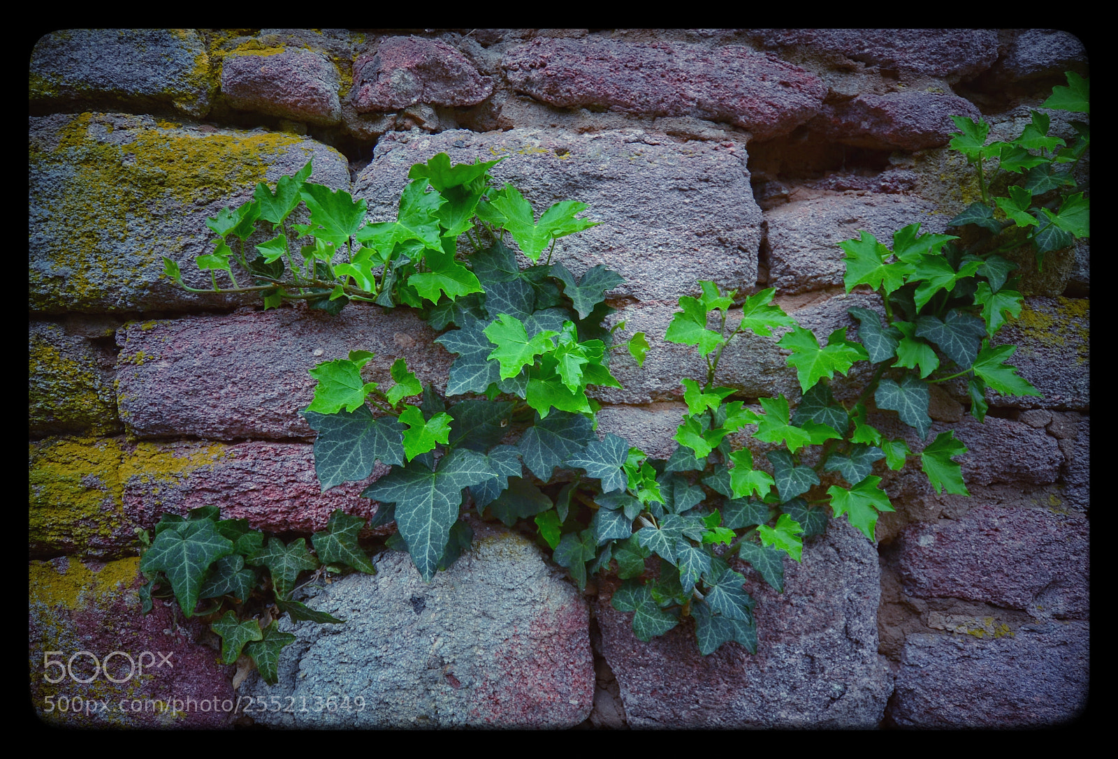 Nikon D5100 sample photo. Untitled photography