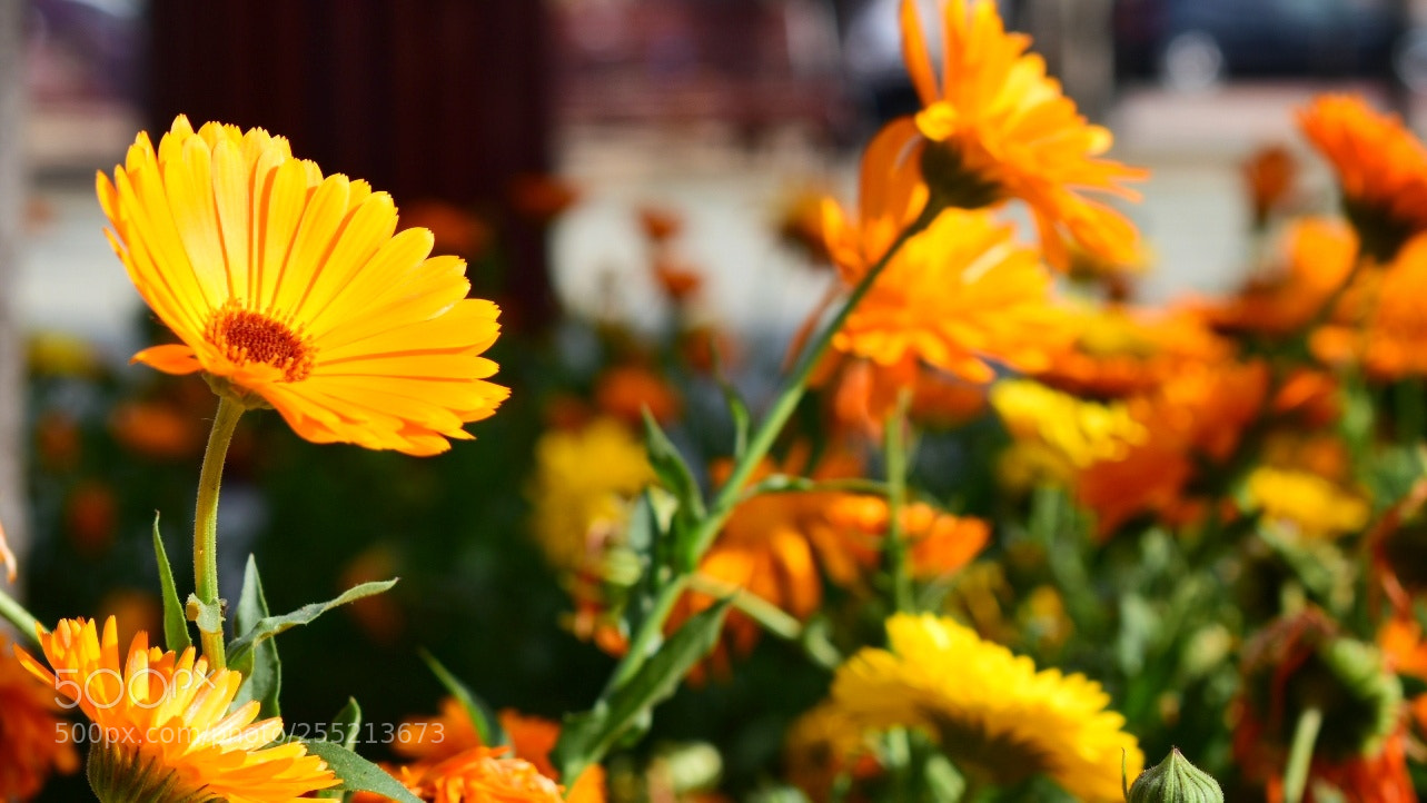 Nikon D5600 sample photo. Untitled photography