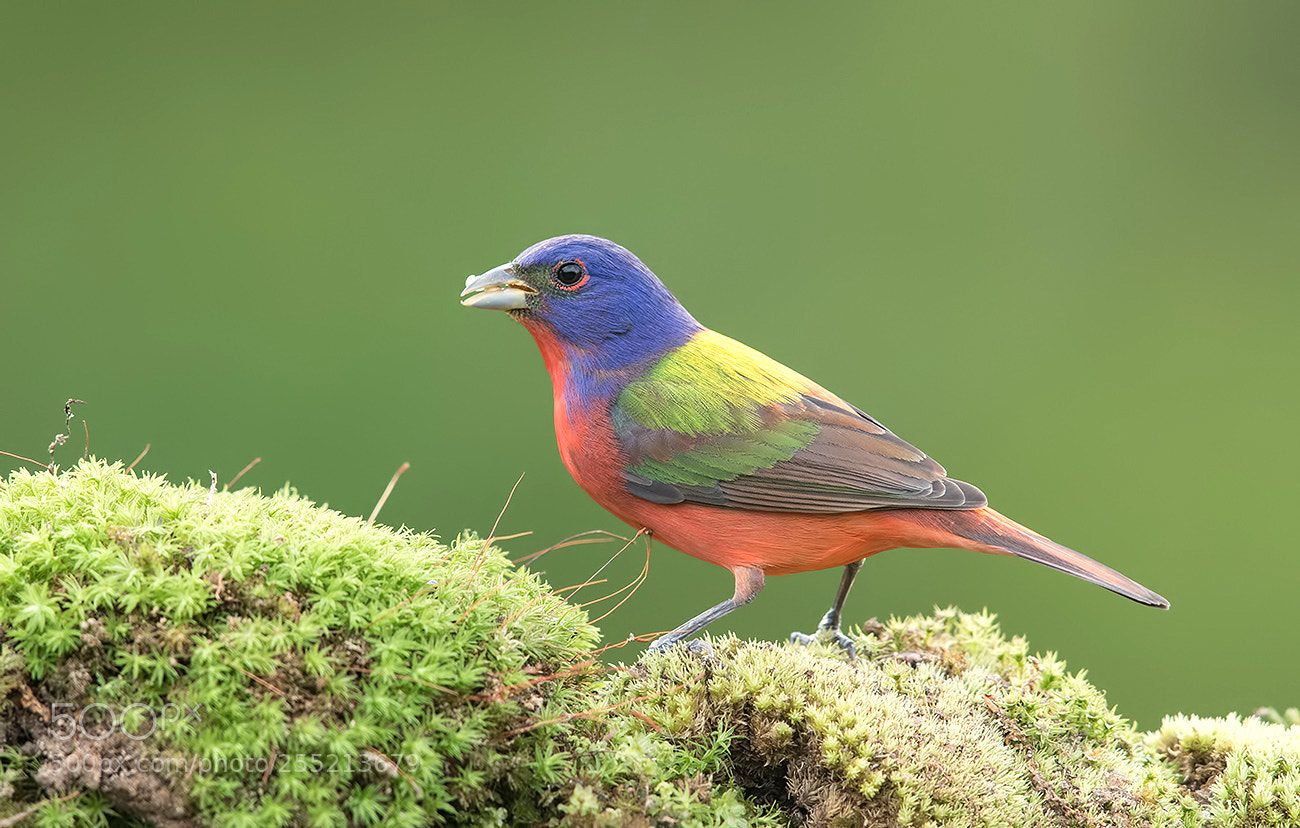 Canon EOS-1D X Mark II sample photo. Painted bunting male photography