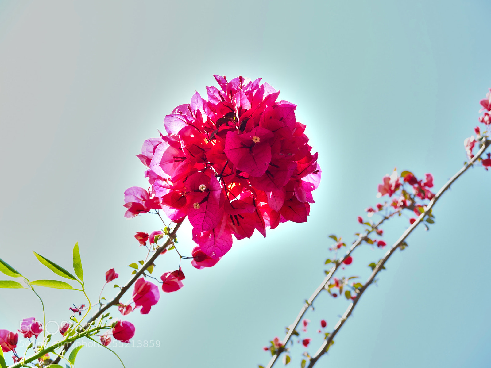 Fujifilm X20 sample photo. Flowers photography
