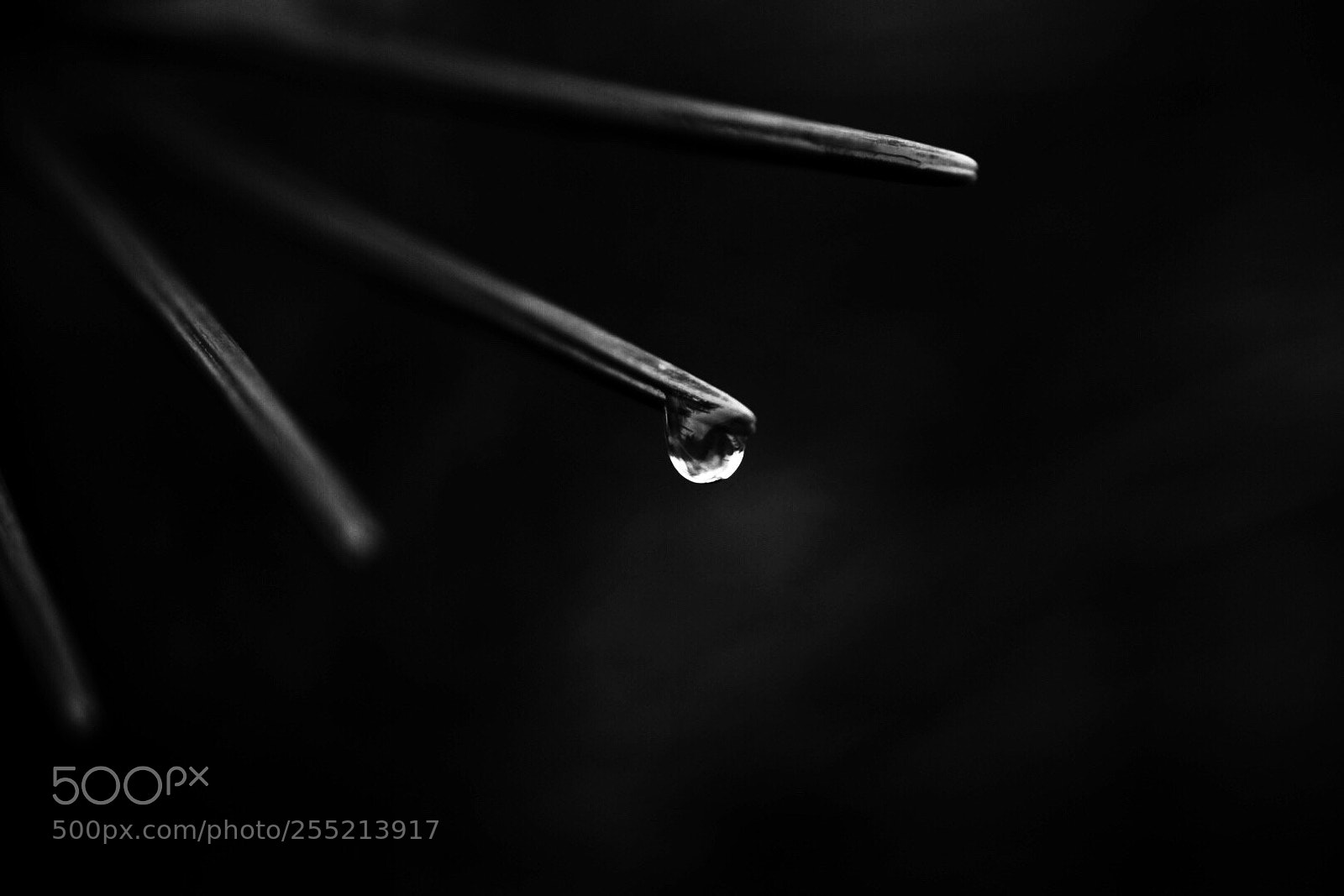 Nikon D5300 sample photo. A lonely drop photography