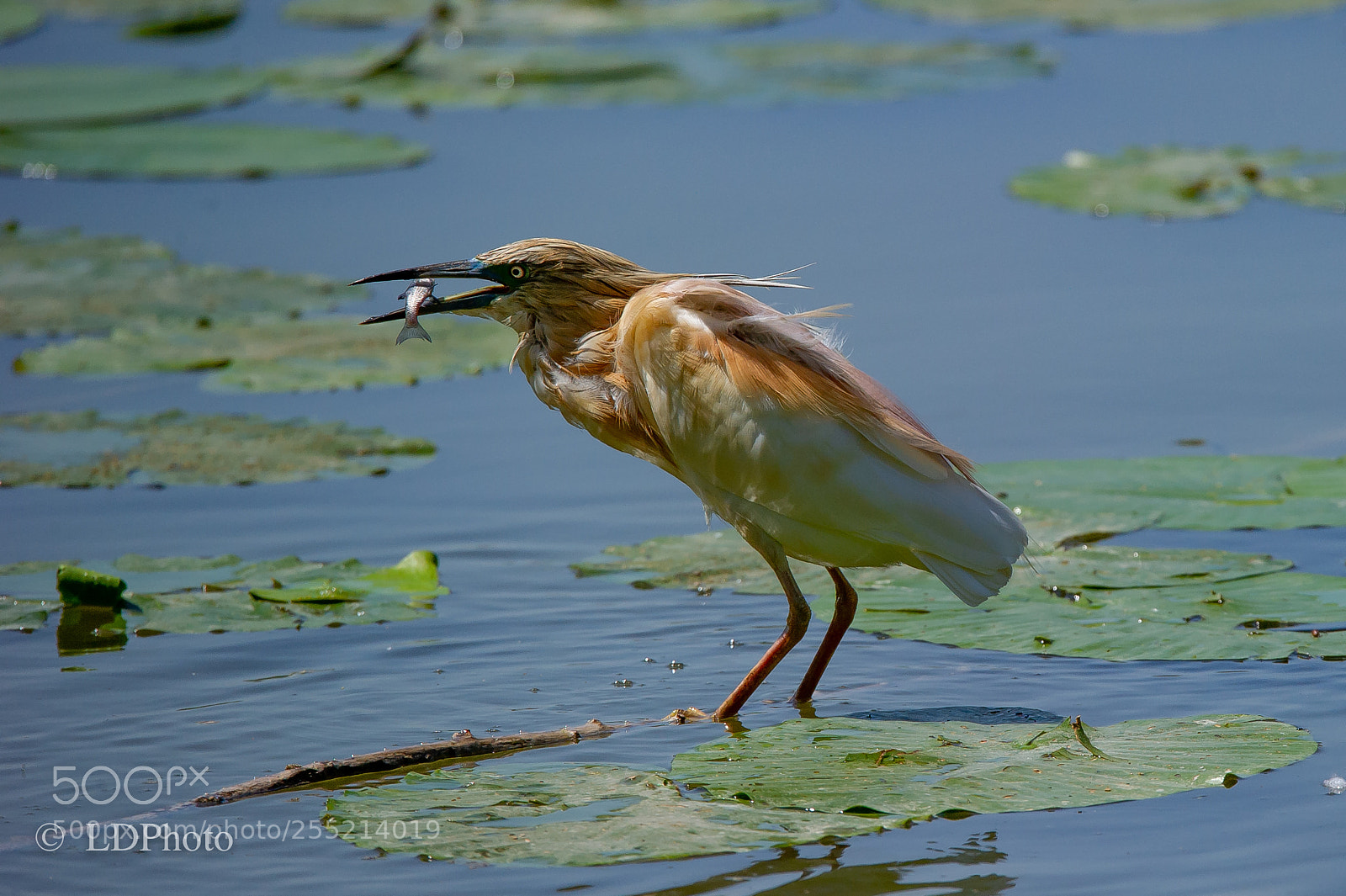 Nikon D3S sample photo. Squacco heron photography