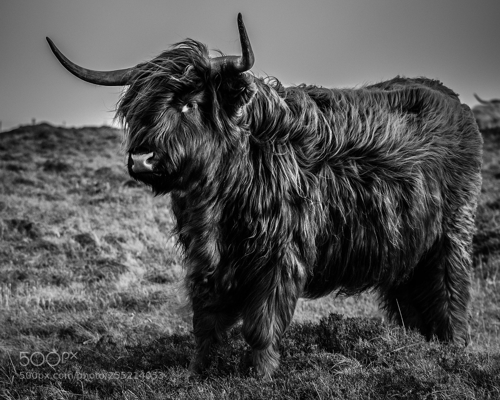 Nikon D7000 sample photo. Badass moo hdr b photography