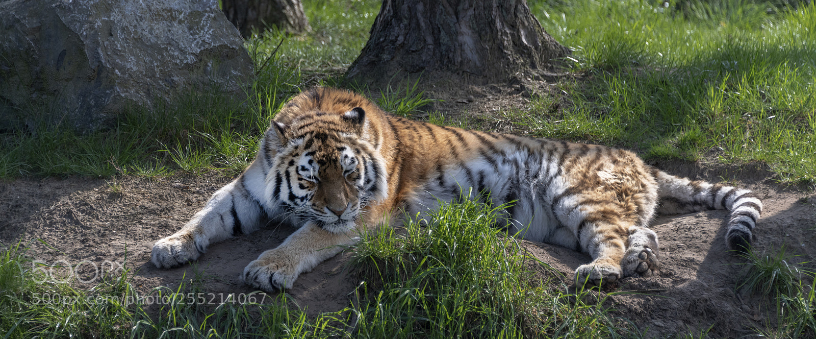 Nikon D850 sample photo. Lazy photography