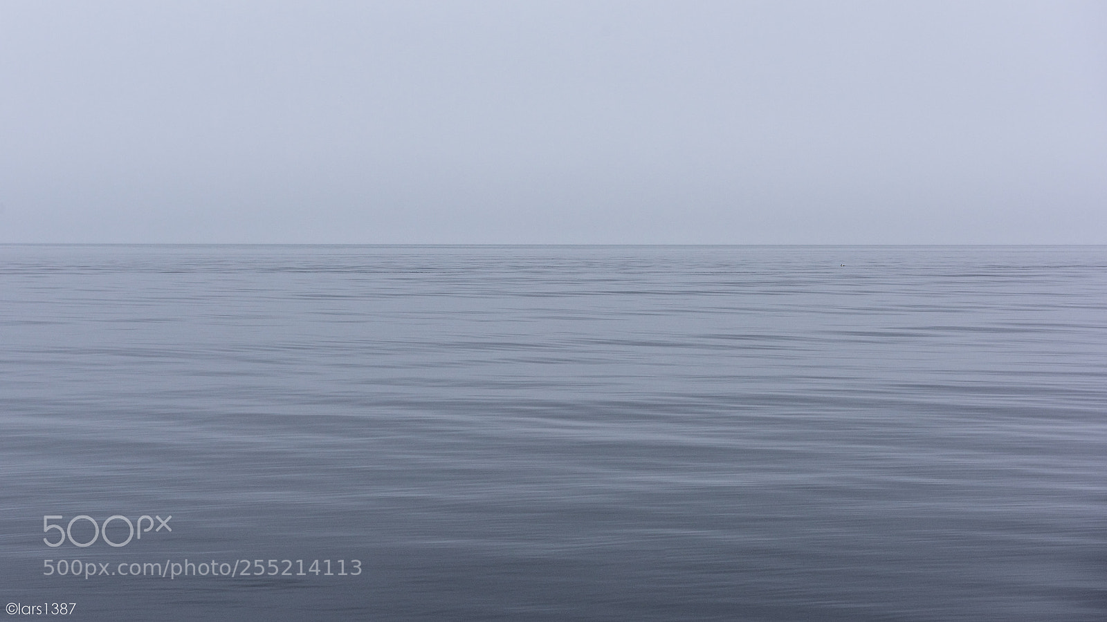Nikon D810 sample photo. Water  /  bird photography