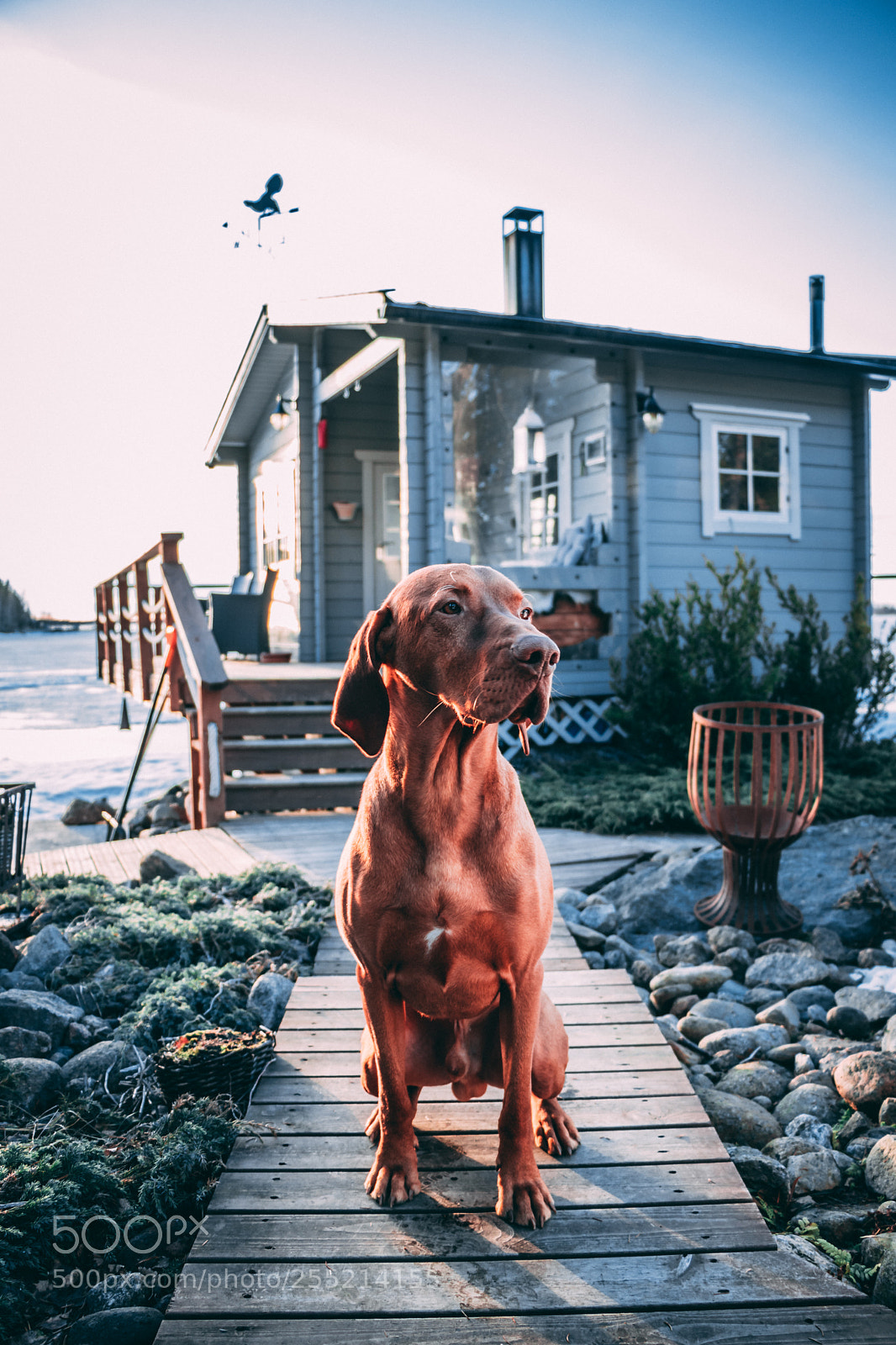 Canon EOS 80D sample photo. Vizsla photography