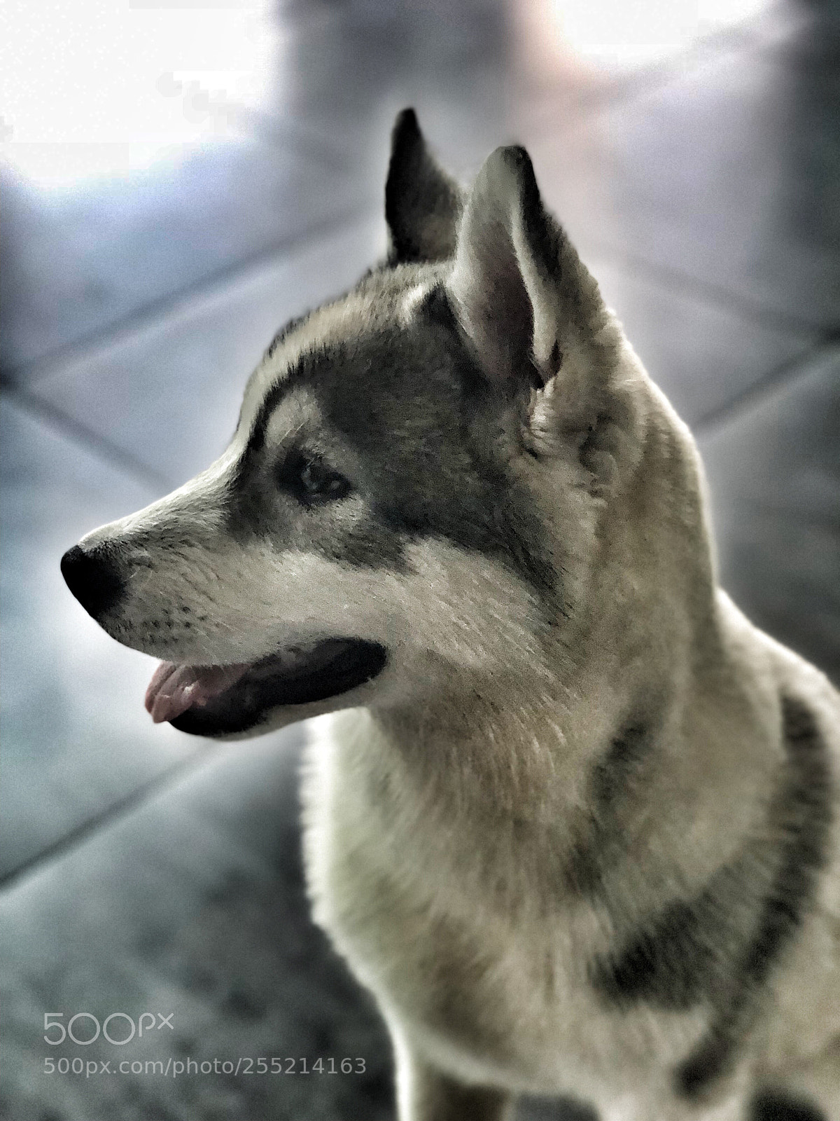 Apple iPhone X sample photo. Anubi lutte husky  photography