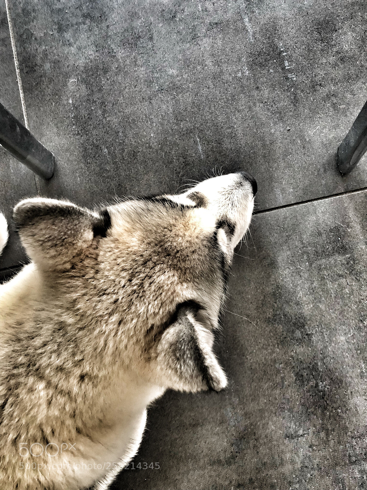 Apple iPhone X sample photo. Anubi little husky  photography