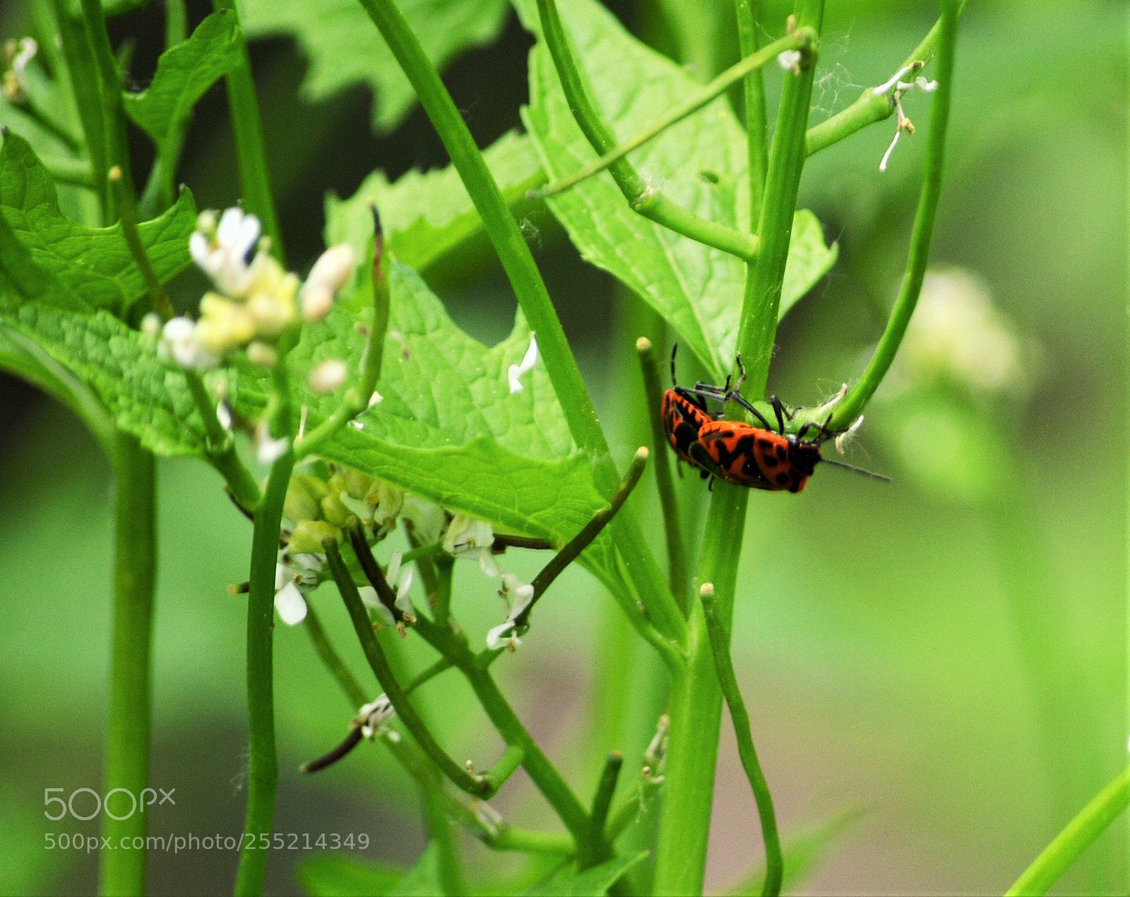 Nikon D3200 sample photo. Untitled photography