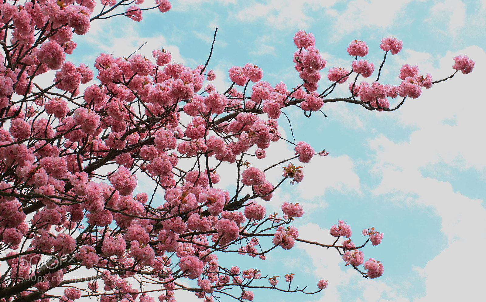 Canon EOS 70D sample photo. Pink dream photography