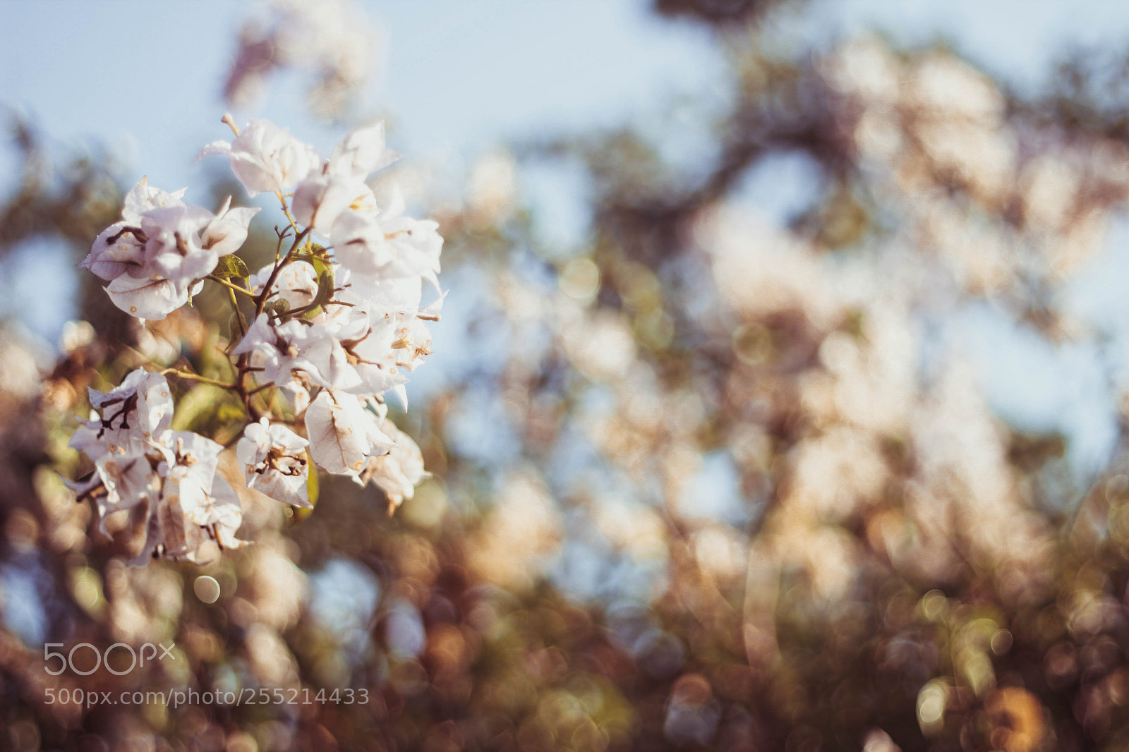 Canon EOS 600D (Rebel EOS T3i / EOS Kiss X5) sample photo. Flores photography