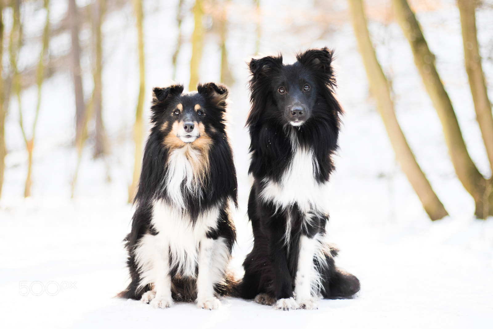 Canon EOS 7D Mark II sample photo. Best friends iii. photography