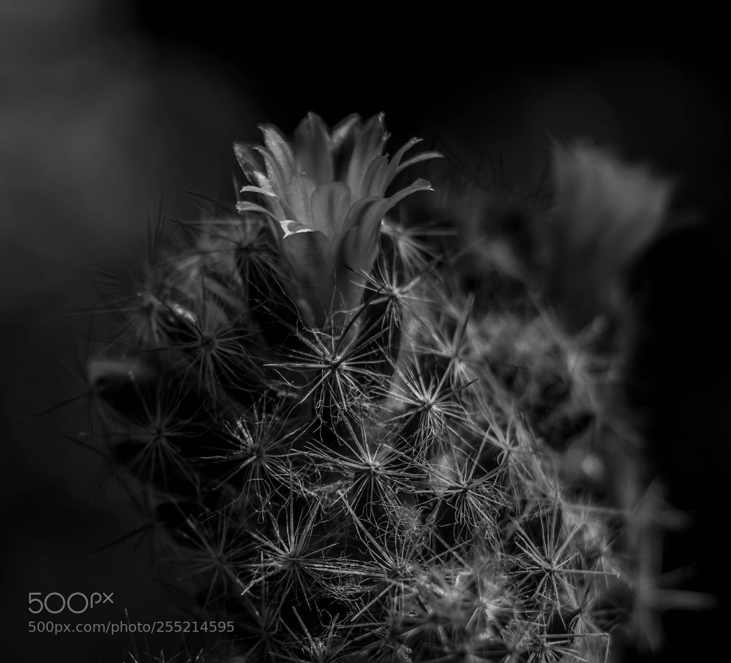 Canon EOS 70D sample photo. Birth of a flower photography
