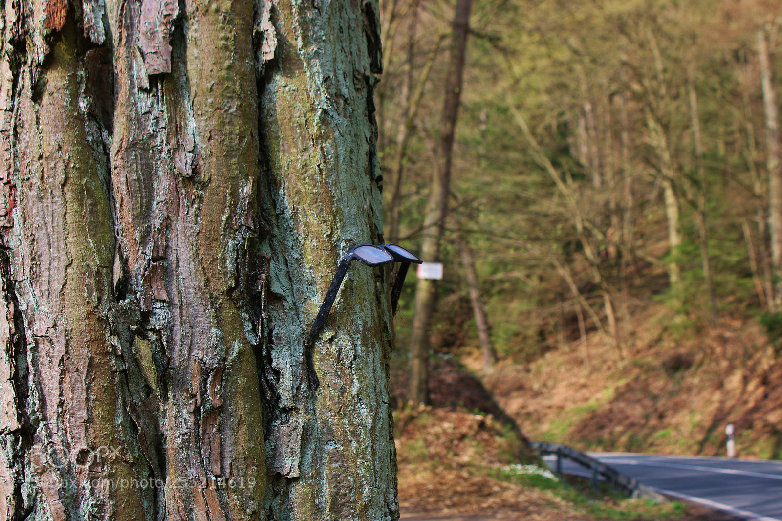 Canon EOS 70D sample photo. Funny tree photography