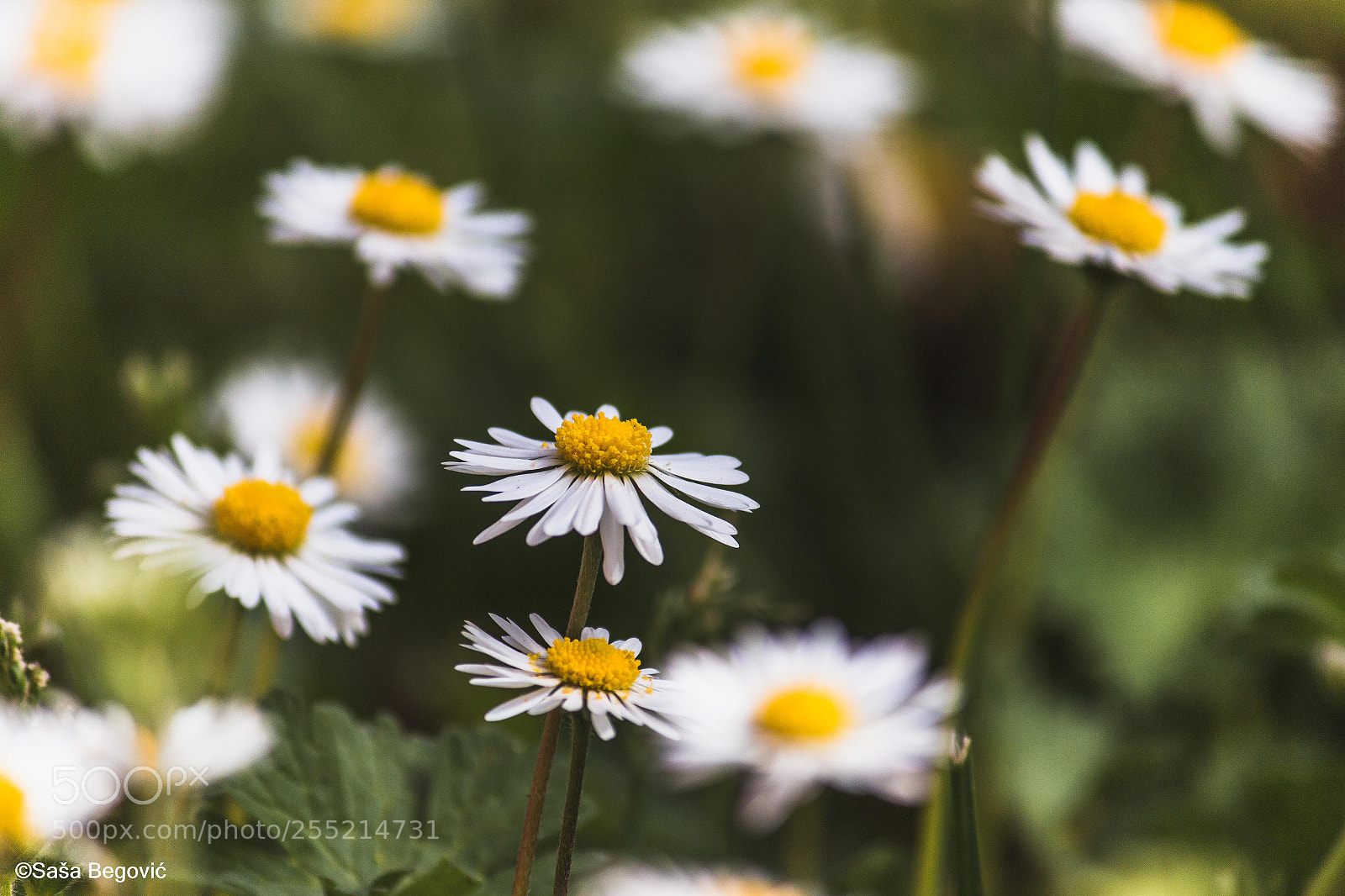 Canon EOS 70D sample photo. Flowers photography