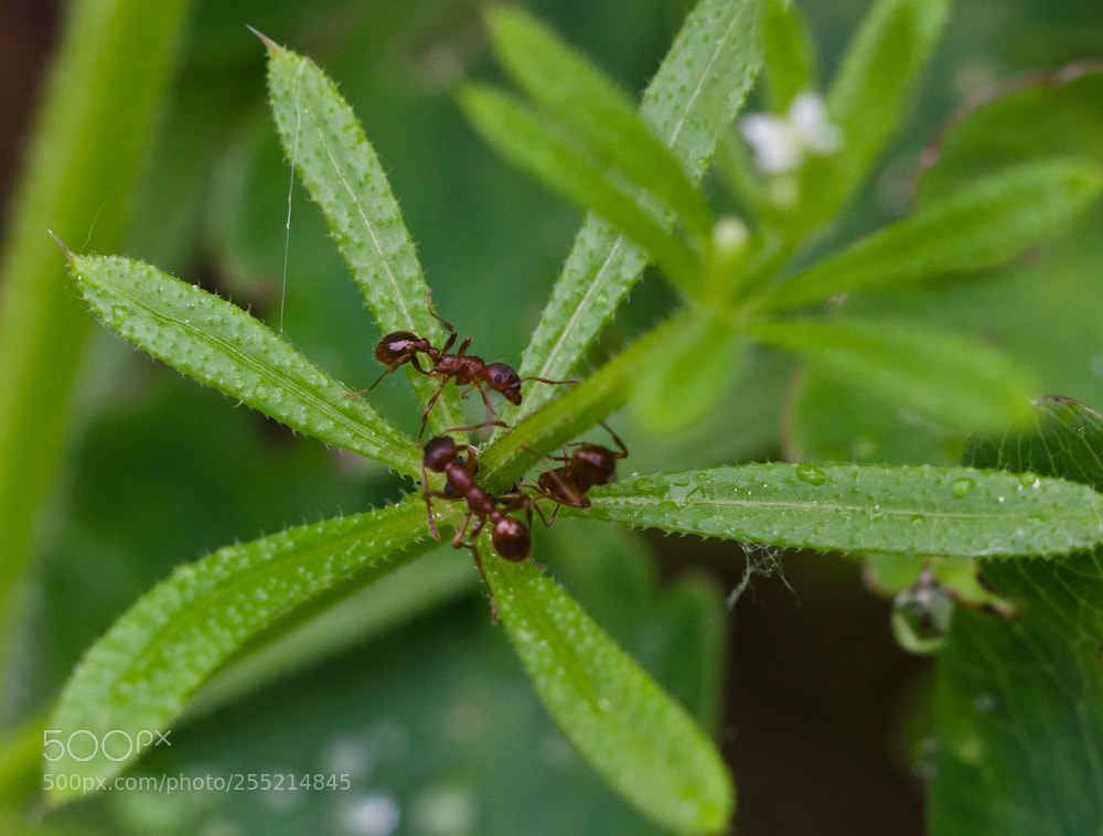 Nikon D7000 sample photo. Three of a kind photography