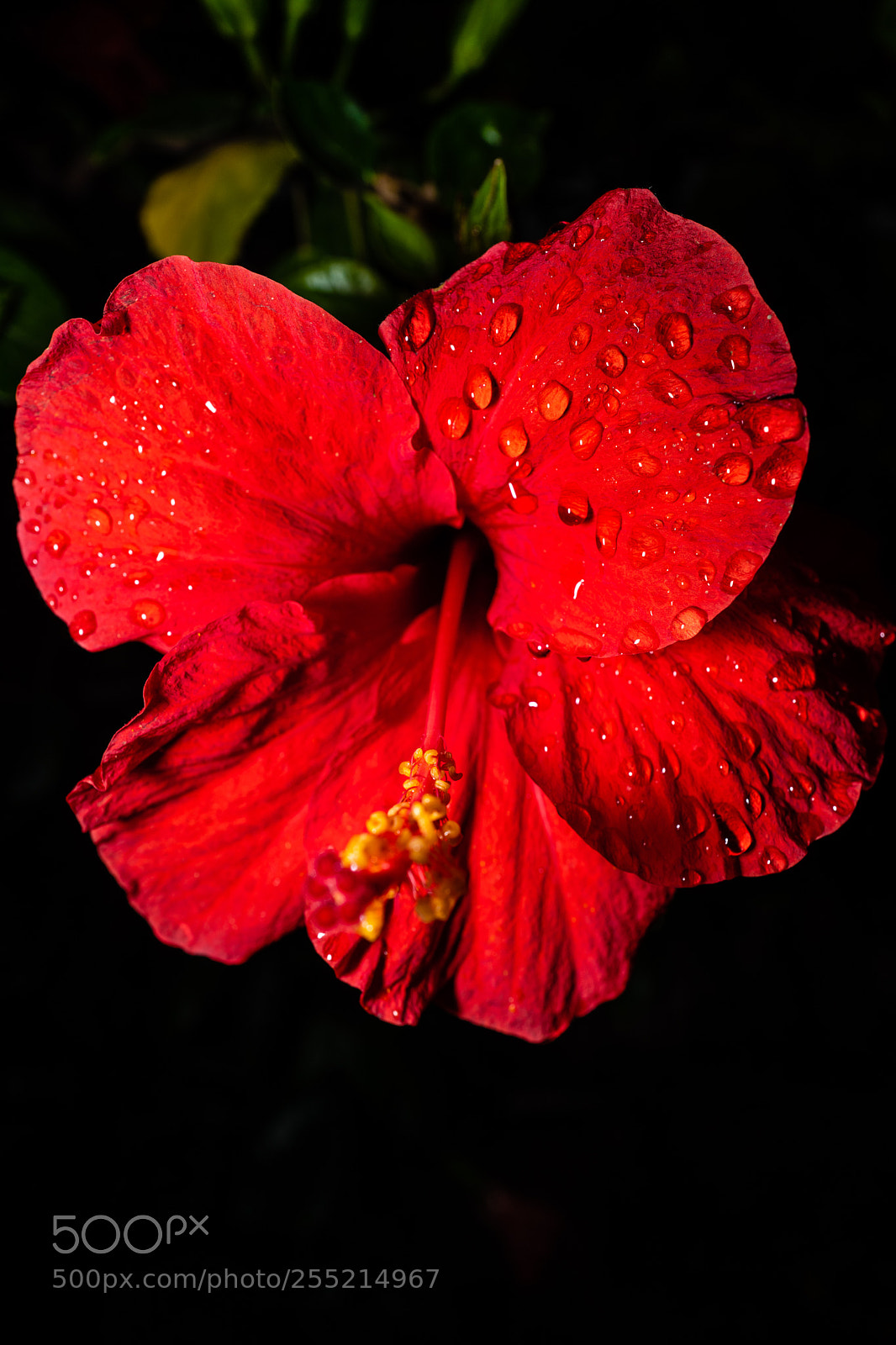 Leica Q (Typ 116) sample photo. Hibiscus photography
