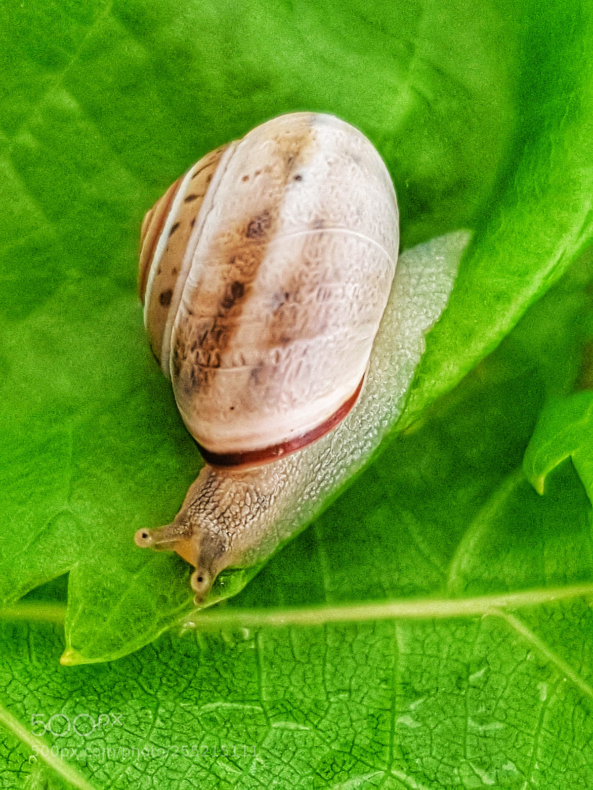Samsung Galaxy S7 Edge sample photo. Bisahu photography