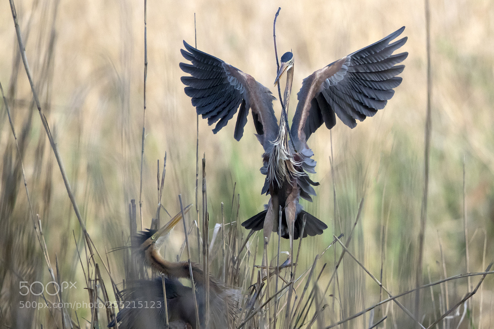 Canon EOS-1D X Mark II sample photo. Purple heron photography