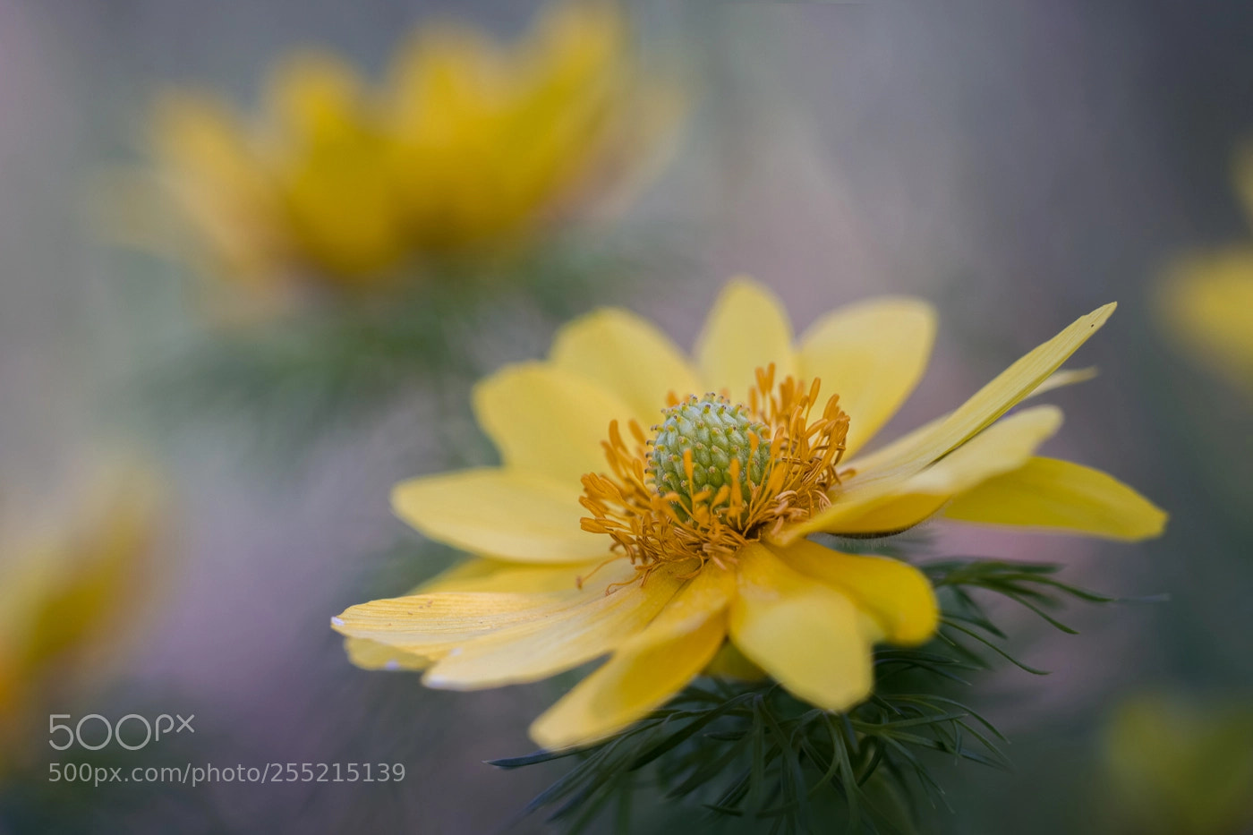 Canon EOS 550D (EOS Rebel T2i / EOS Kiss X4) sample photo. Adonis vernalis photography