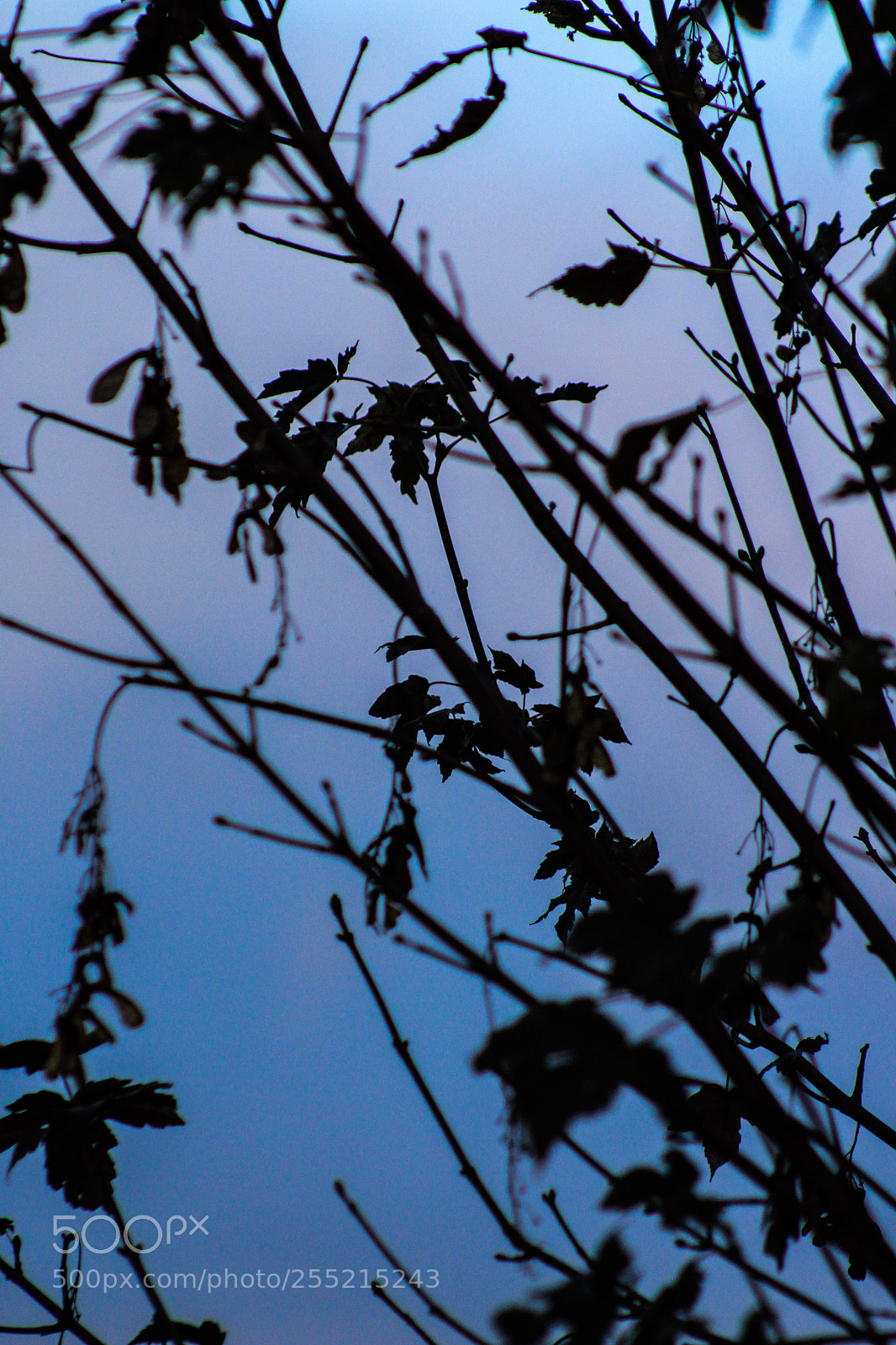 Canon EOS 700D (EOS Rebel T5i / EOS Kiss X7i) sample photo. 1 photography