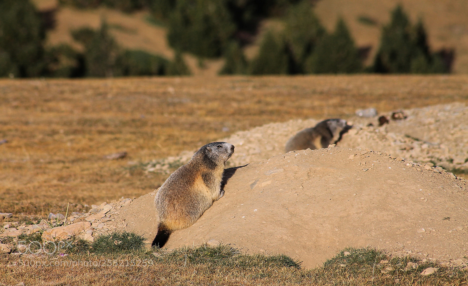 Canon EOS 1100D (EOS Rebel T3 / EOS Kiss X50) sample photo. Marmota photography