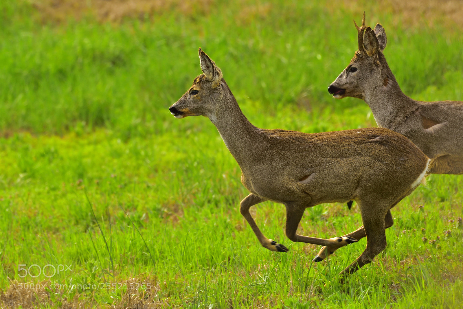 Nikon D750 sample photo. Roe deer photography