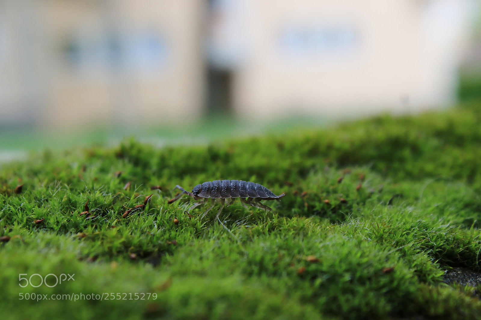 Canon EOS 70D sample photo. Alien photography
